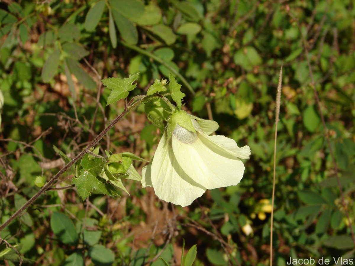 Hibiscus vitifolius L.